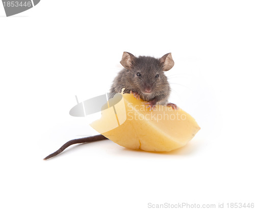 Image of Mouse and cheese