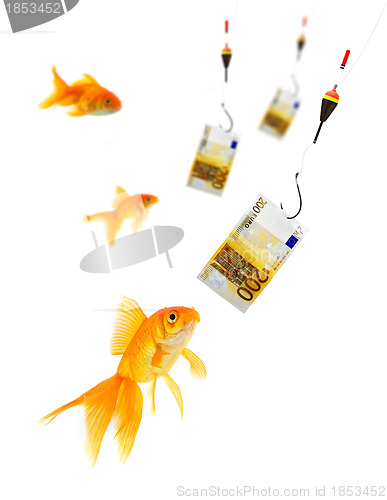 Image of Goldfish