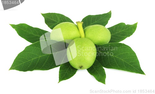 Image of Walnut