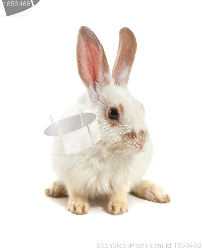 Image of White small rabbit