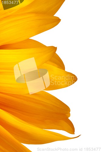 Image of The beautiful sunflower