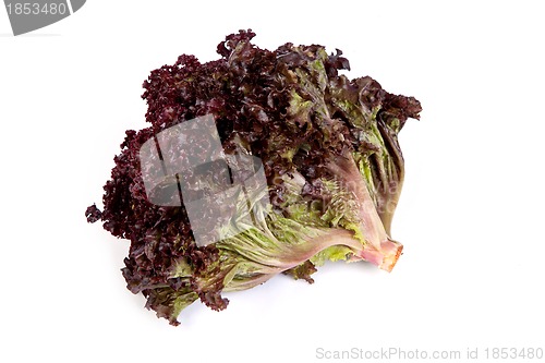 Image of Fresh red Lettuce isolated on white