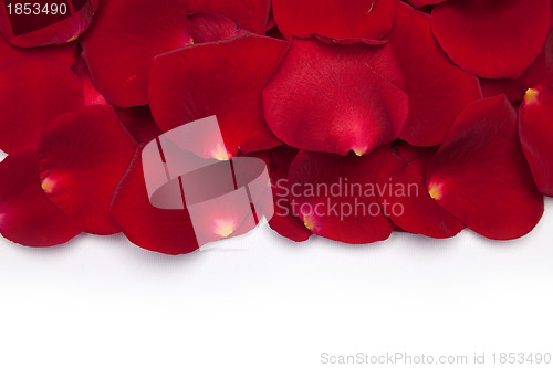 Image of Flowers