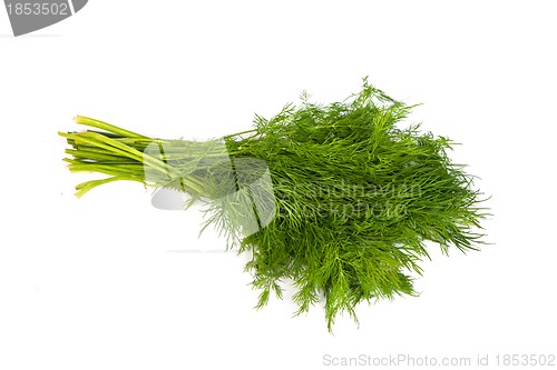 Image of Fresh branches of green dill isolated