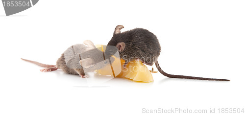 Image of Mouse and cheese