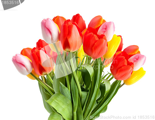 Image of Bunch of tulips