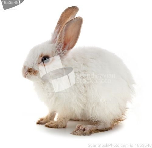 Image of White small rabbit