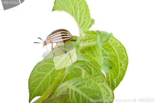 Image of Colorado potato beetle