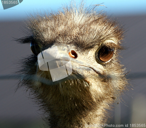 Image of Ostrich