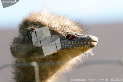 Image of Ostrich