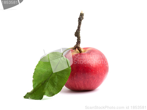Image of Apple