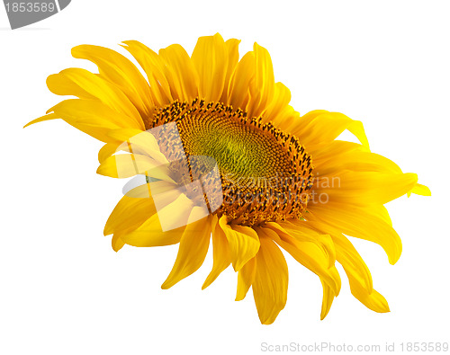 Image of The beautiful sunflower