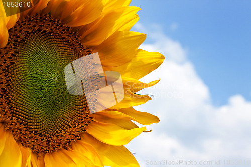 Image of Sunflower