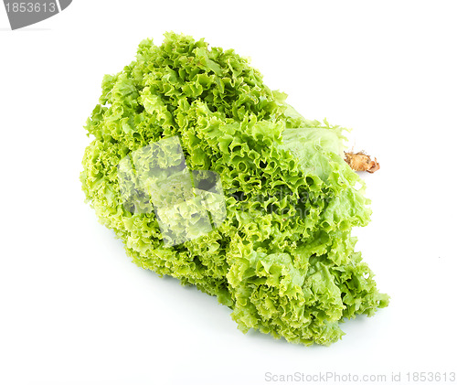 Image of Lettuce