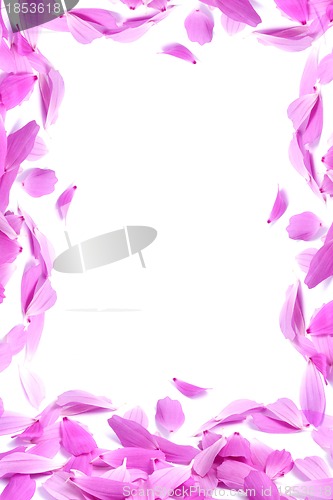 Image of Petals of flowers 