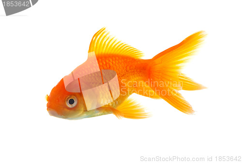 Image of Goldfish