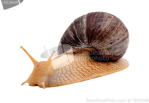 Image of Snail