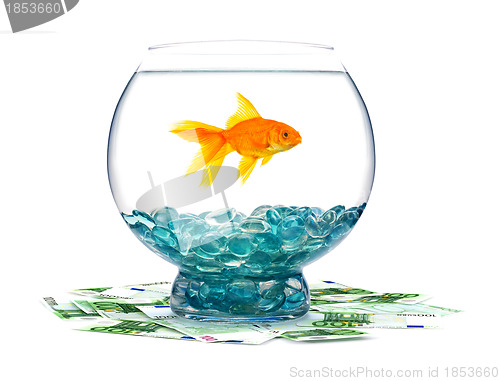 Image of Goldfish in aquarium