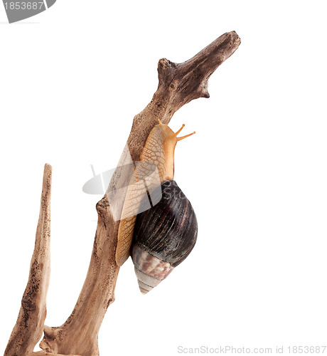 Image of One brown snail