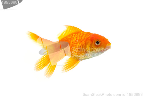 Image of Goldfish