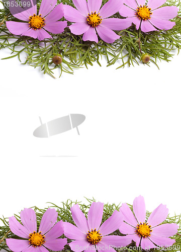 Image of Flowers