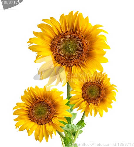 Image of The beautiful sunflower