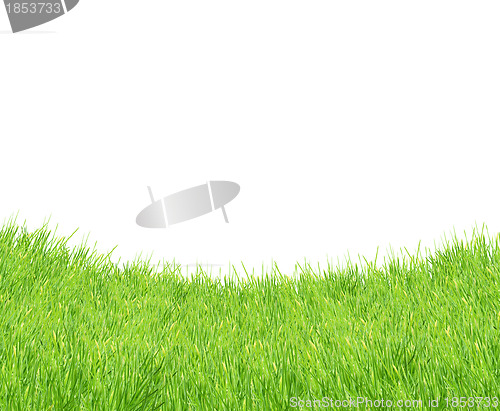 Image of Isolated green grass