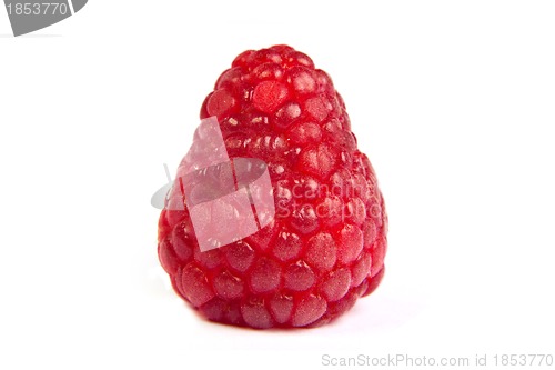Image of Single fresh raspberry, isolated on  white. Close up macro shot