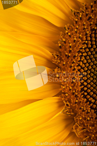 Image of The beautiful sunflower