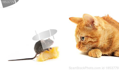 Image of Mouse and cat