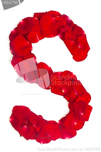 Image of Letter S made from red petals rose on white