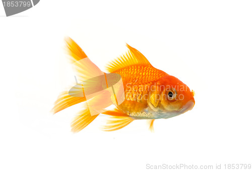 Image of Goldfish