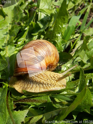 Image of grape snail