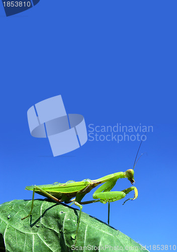 Image of Green mantis