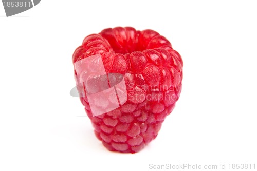 Image of Single fresh raspberry, isolated on  white. Close up macro shot