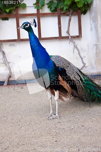 Image of Portrait of beautiful male indian peacock