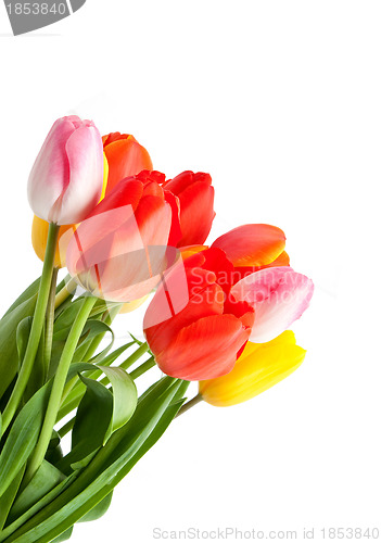 Image of Bunch of tulips