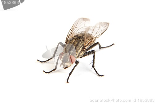 Image of Fly isolated on white. Macro shot of a housefly,