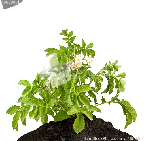 Image of The potato with leaves