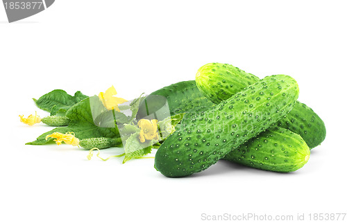 Image of The cucumber white flowers 