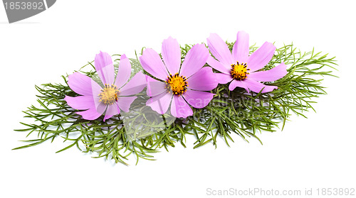 Image of Flowers