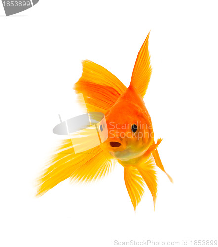 Image of Goldfish