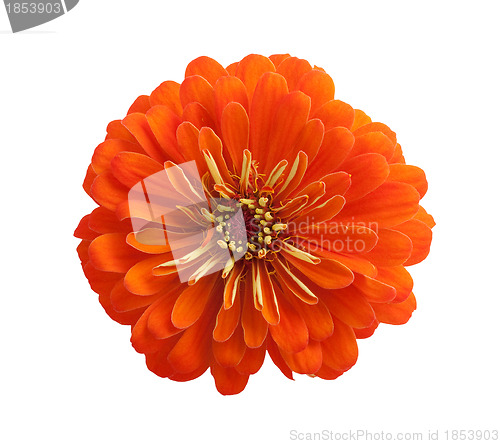 Image of Flowers