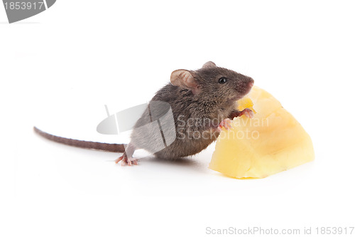 Image of Mouse and cheese