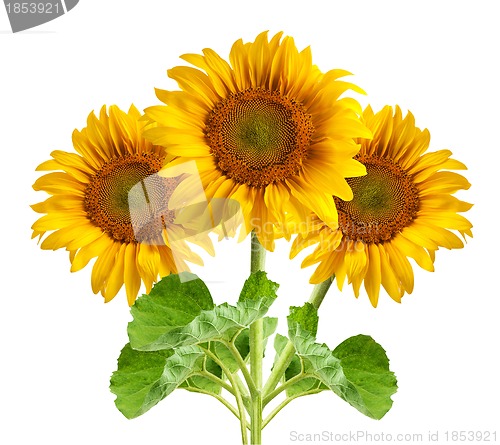 Image of The beautiful sunflower