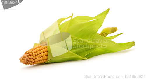 Image of Corn