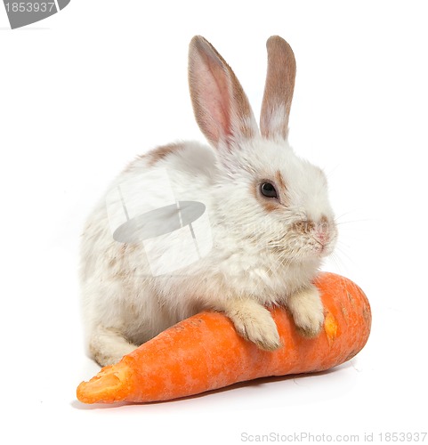 Image of White small rabbit