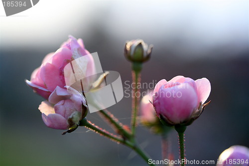 Image of Sensuality pink roses