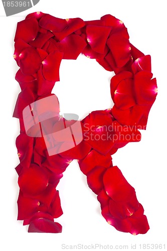 Image of Letter R made from red petals rose on white