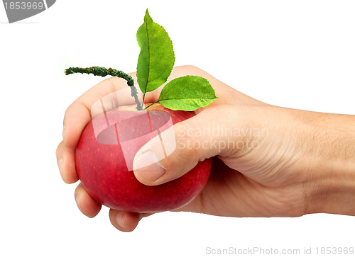 Image of An apple in the hand